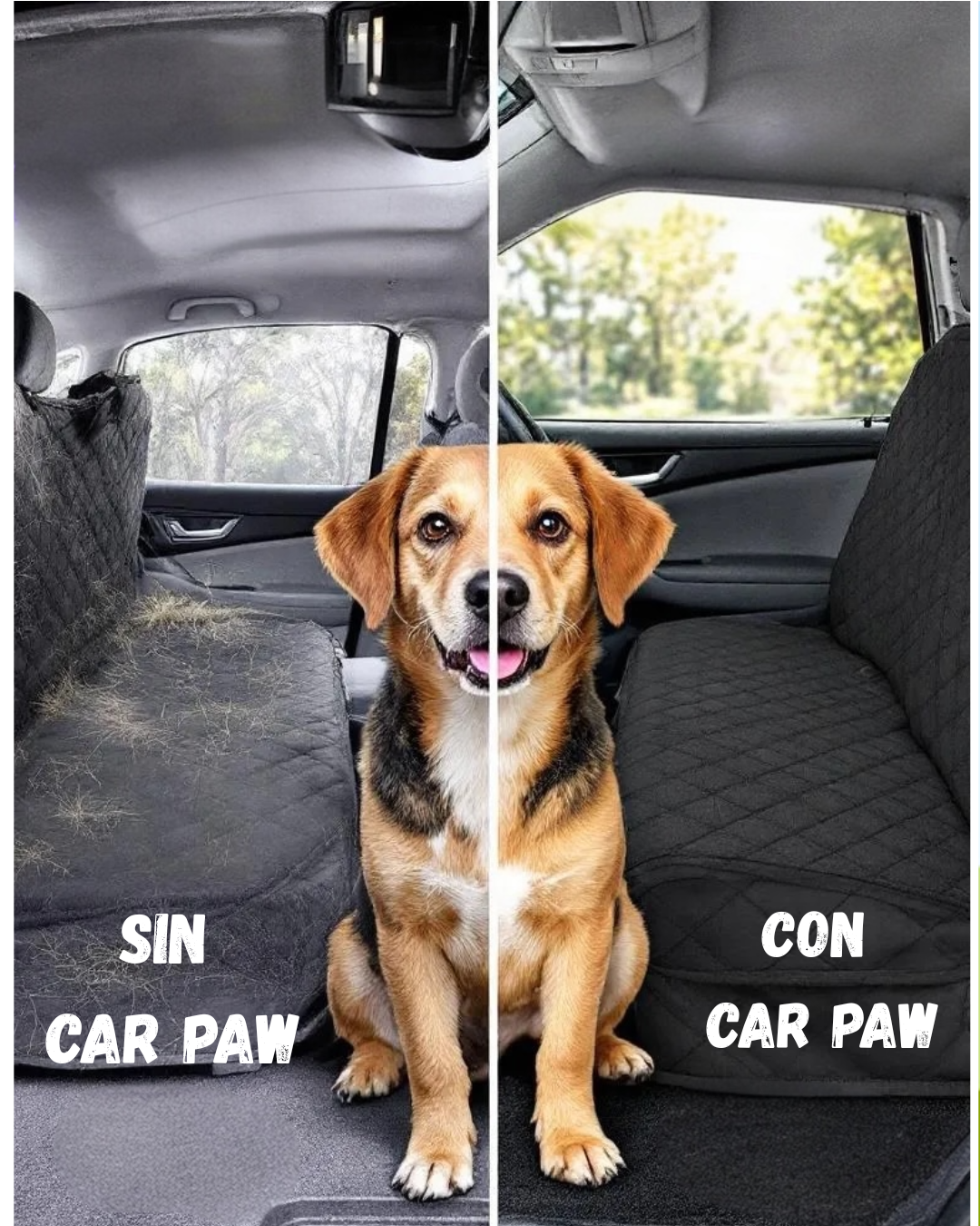 Paw Car